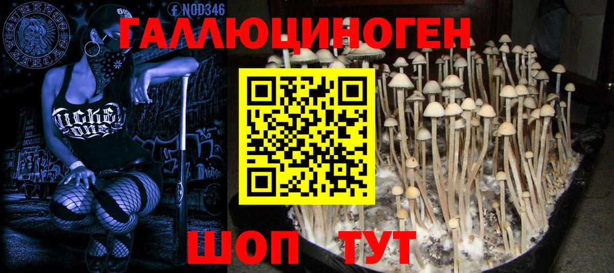 Черногорск  Псилоцибиновые грибы GOLDEN TEACHER  Вход с VPN 
